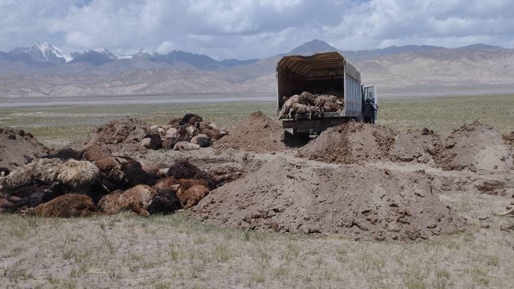 Дикие животные атаковали скот в горах Иссык-Куля — уничтожено более 330 голов