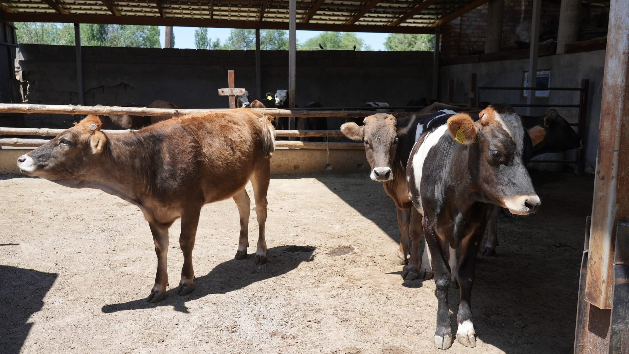 В Чуйской области разработали инновационный метод животноводства без выпаса скота