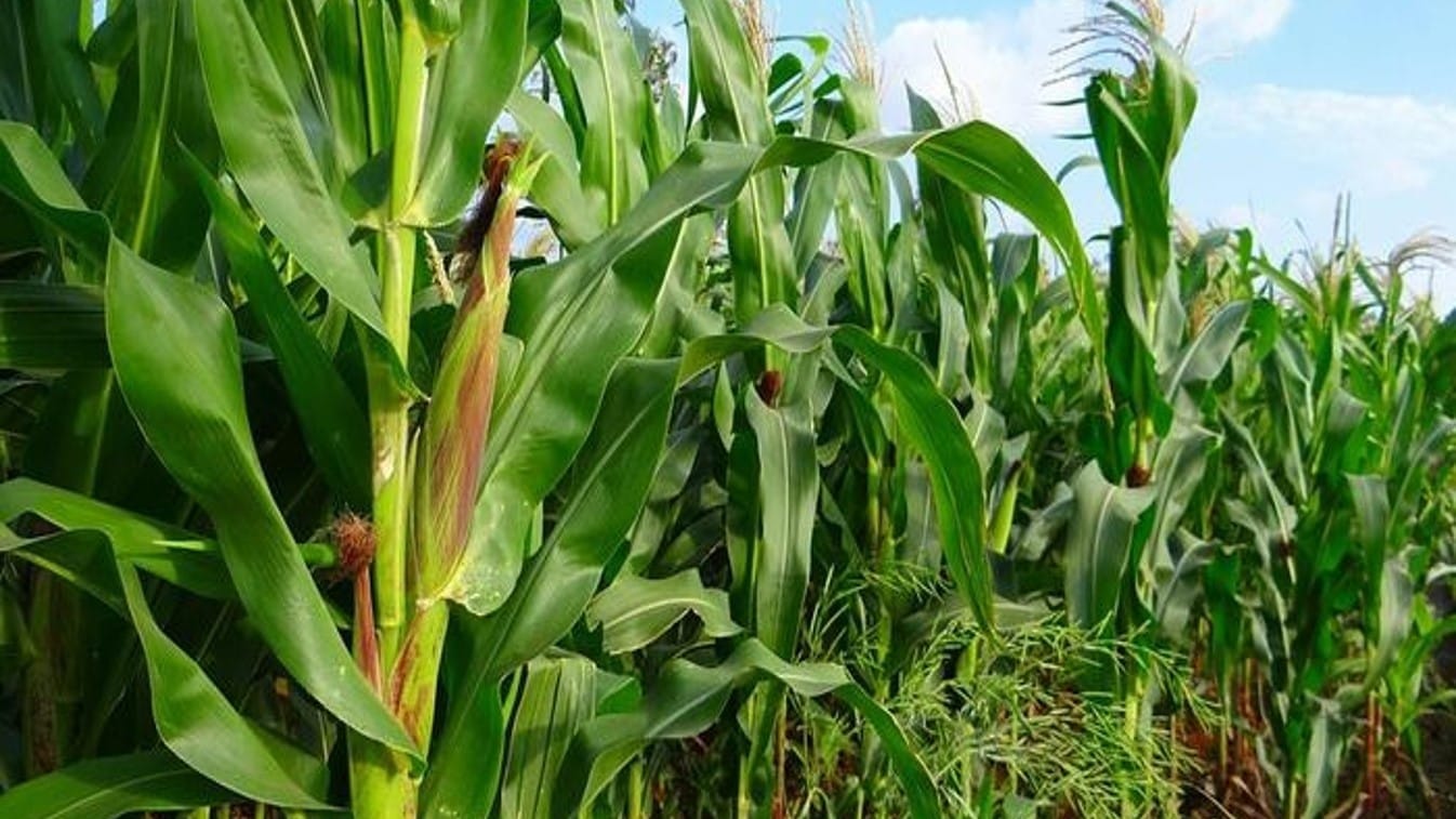 В Таласе высадили высокоурожайную кукурузу в рамках проекта «3+2»