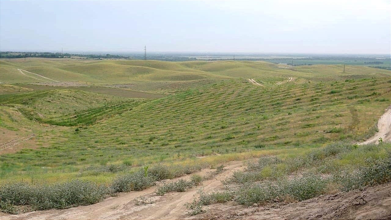 Минсельхоз намерен освоить малопродуктивные пастбища – как их получить