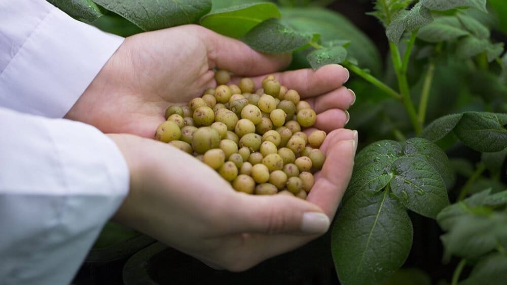 Фермеры Кыргызстана еще месяц могут ввозить семена картофеля без пошлины