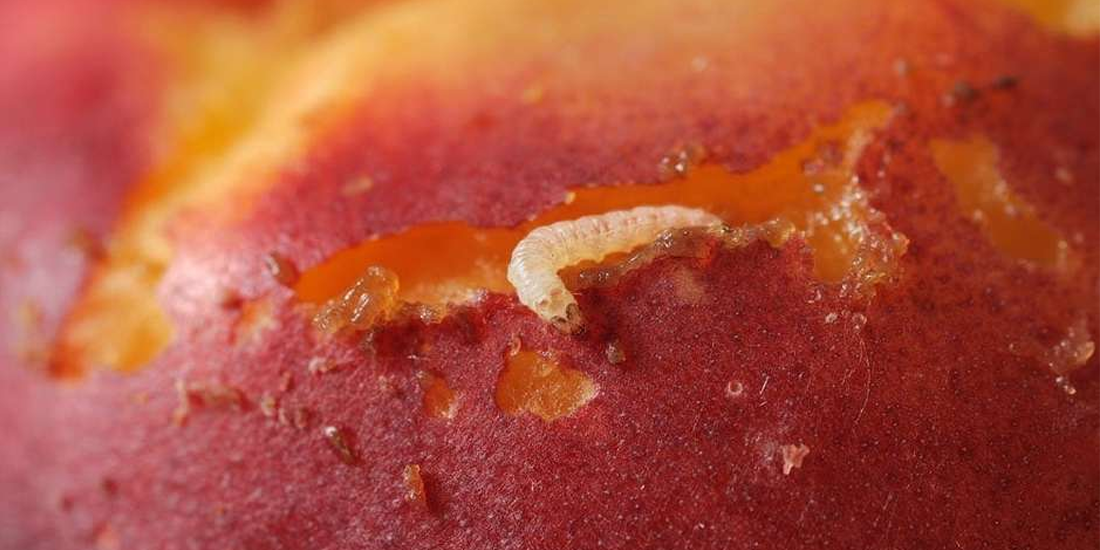 В Татарстане нашли опасного вредителя в персиках из Кыргызстана