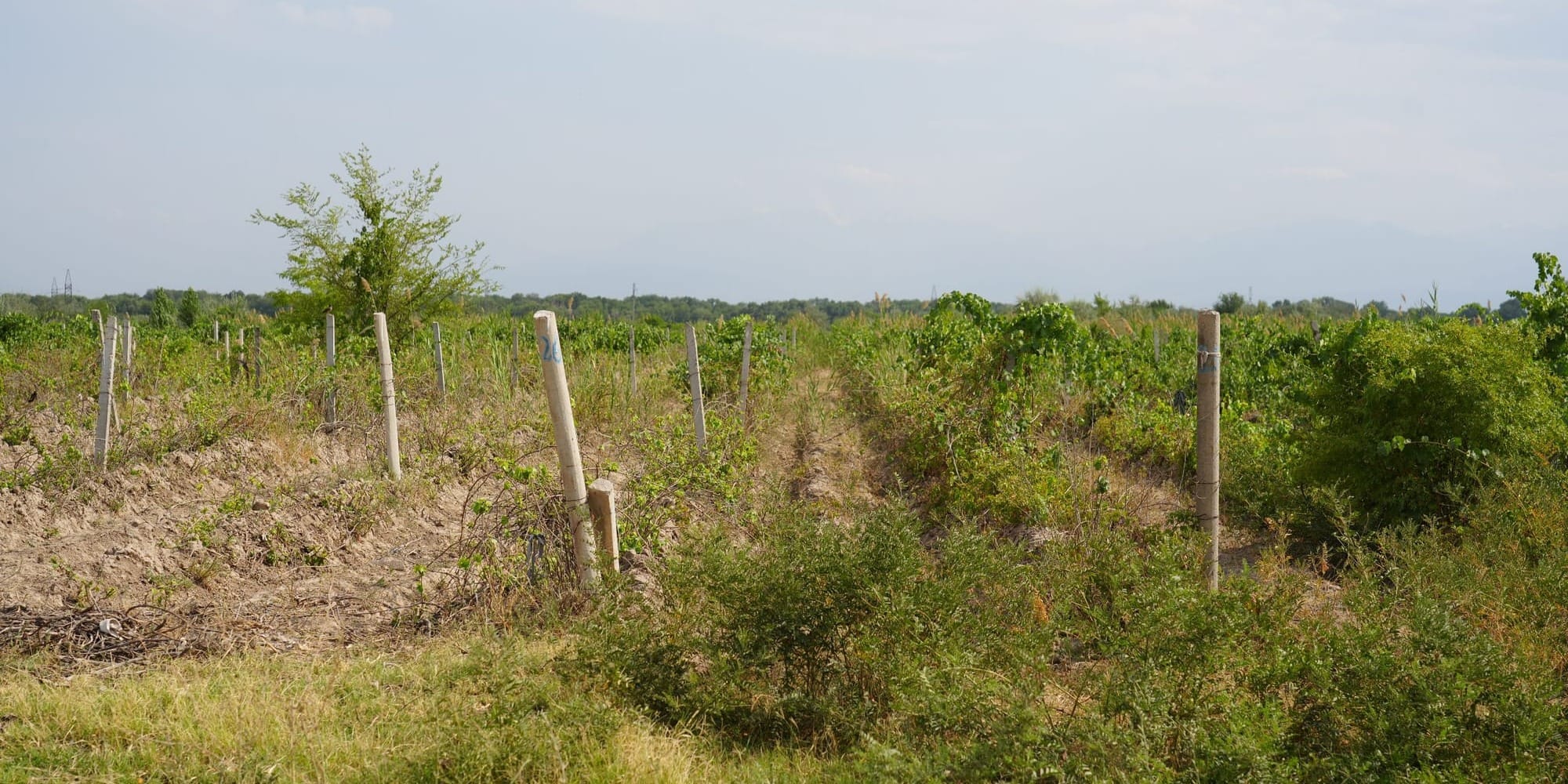 В винодельческий кластер в Чуйской области инвестируют 200 млн сомов: проект рассчитан на 5-6 лет