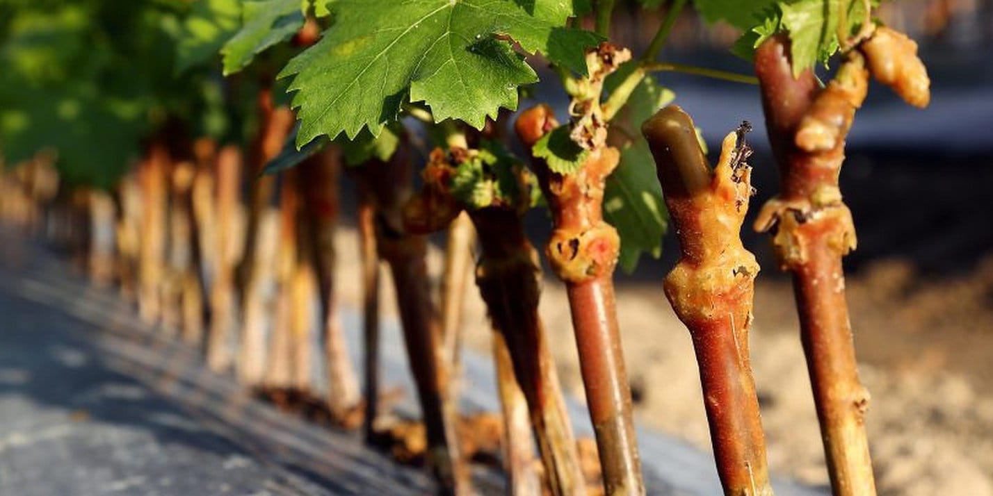 В январе-мае 2025 года в КР ввезено 60 тысяч саженцев винограда из Сербии