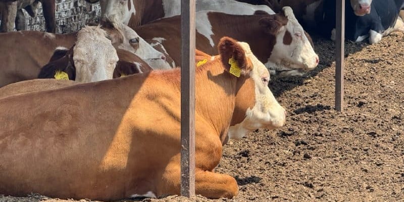 Всемирный банк инвестирует $2.2 млн в модернизацию госпредприятия «Сокулук»