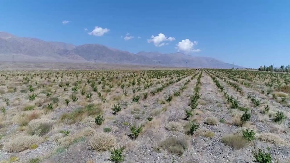 Минсельхоз призвал мигрантов осваивать малопродуктивные земли, которых много