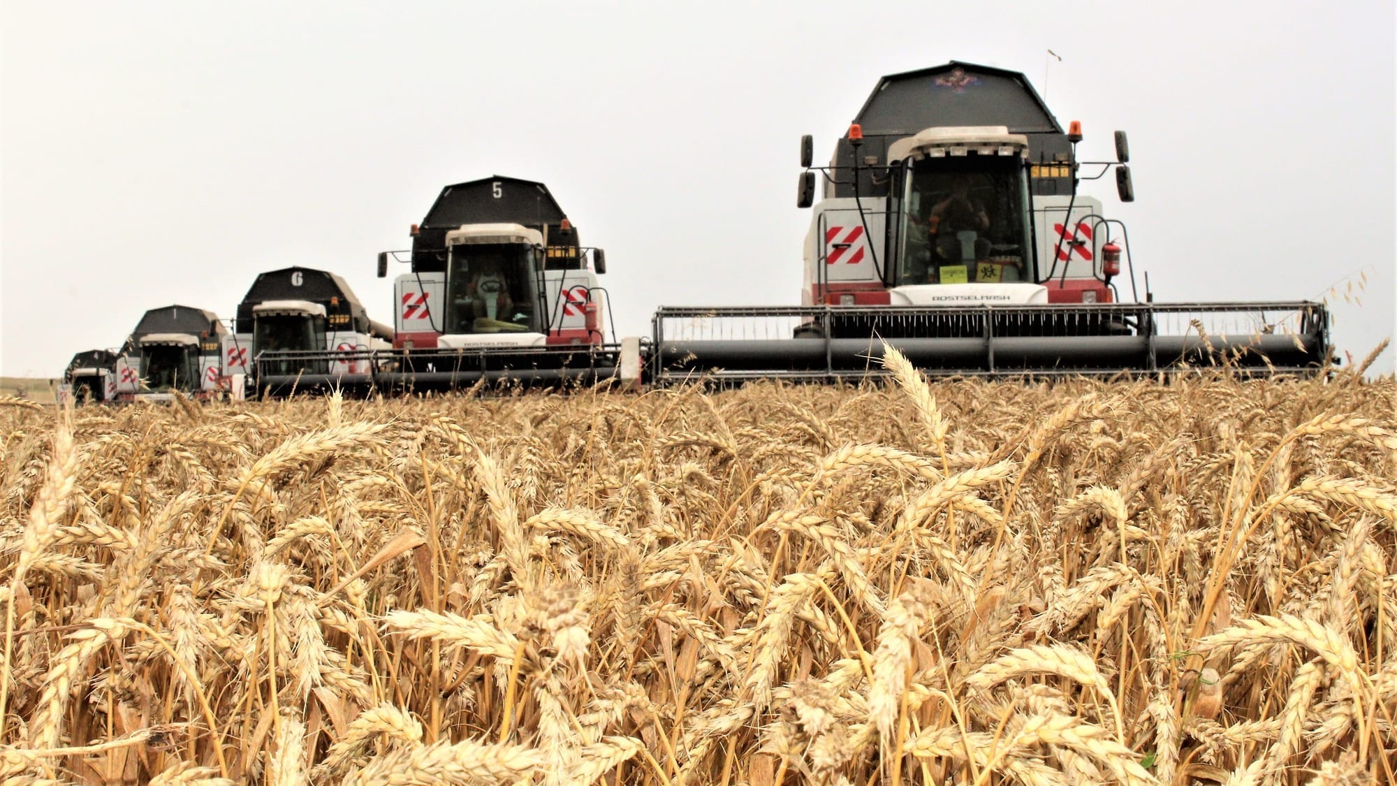 В Кыргызстане убрано 13% посевов зерновых – сбор выше прошлогоднего