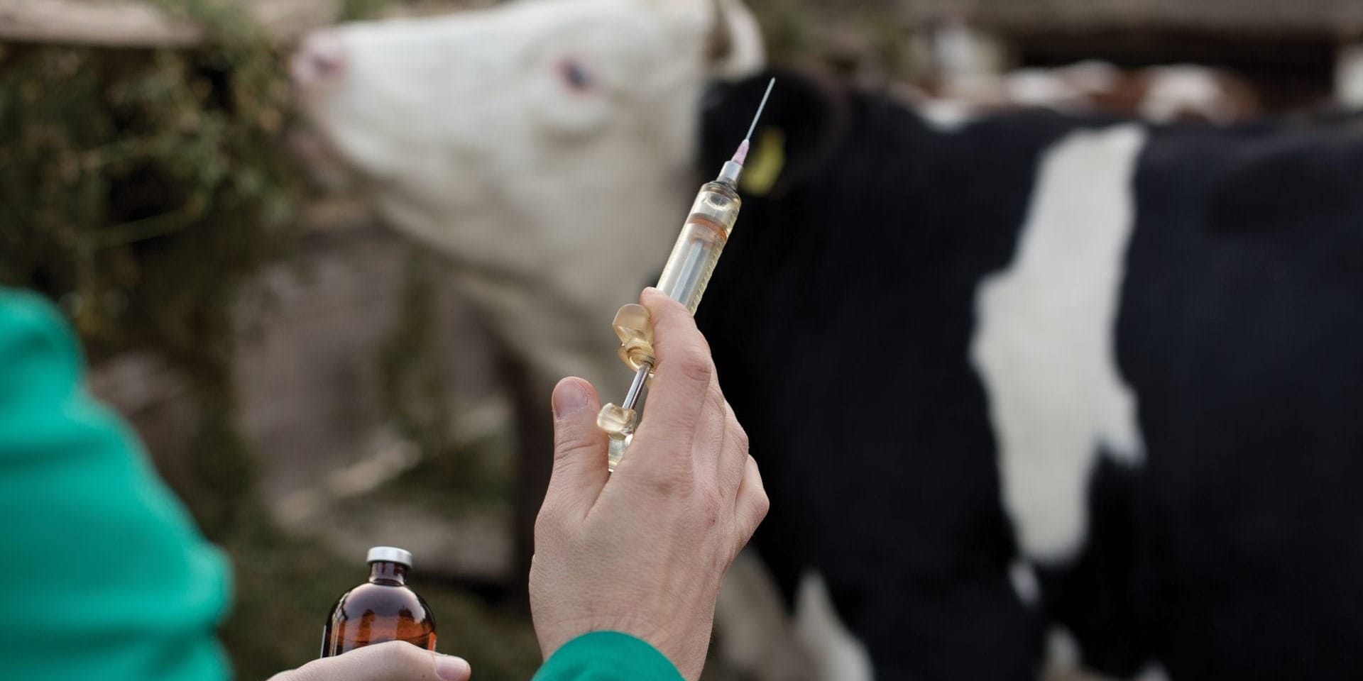 Ветслужба при Минсельхозе КР закупит вакцины на 127 млн сомов