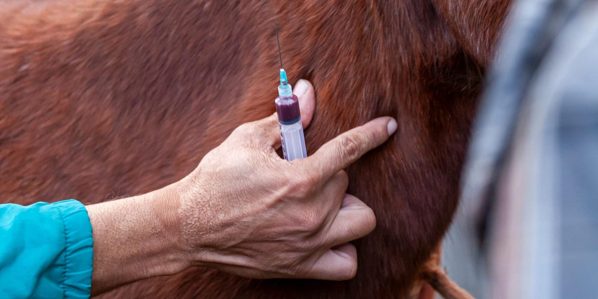 Вакцинация домашнего скота перевыполнена на 21% — в Минсельхозе заслушали отчет за полугодие