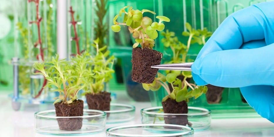 В КР с начала года выявлено 14 видов карантинных вредителей