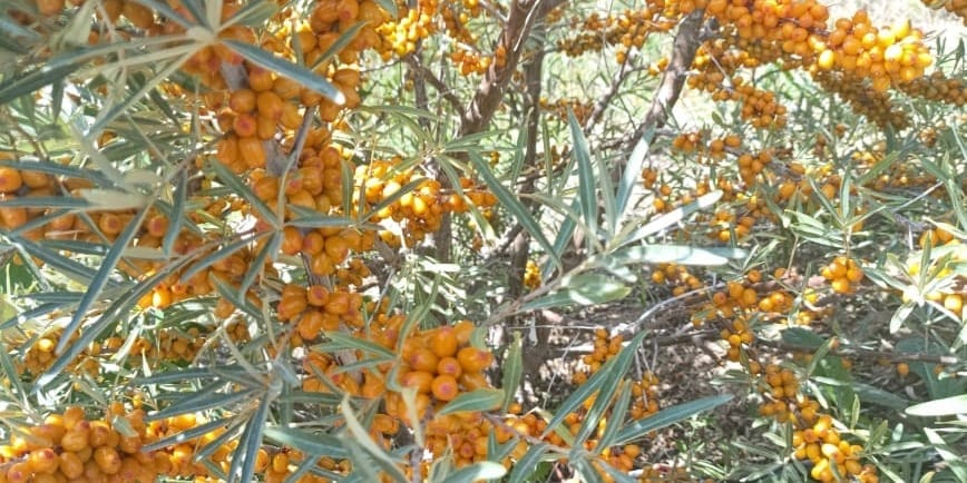 В Боконбаево реализуют облепиху сорта «Алтай» без колючек — она подходит для промышленных плантаций