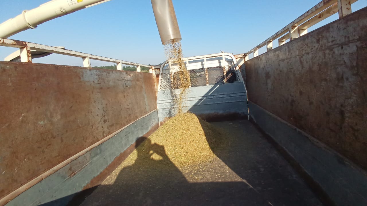 В Сузакском районе началась подготовка к уборке риса