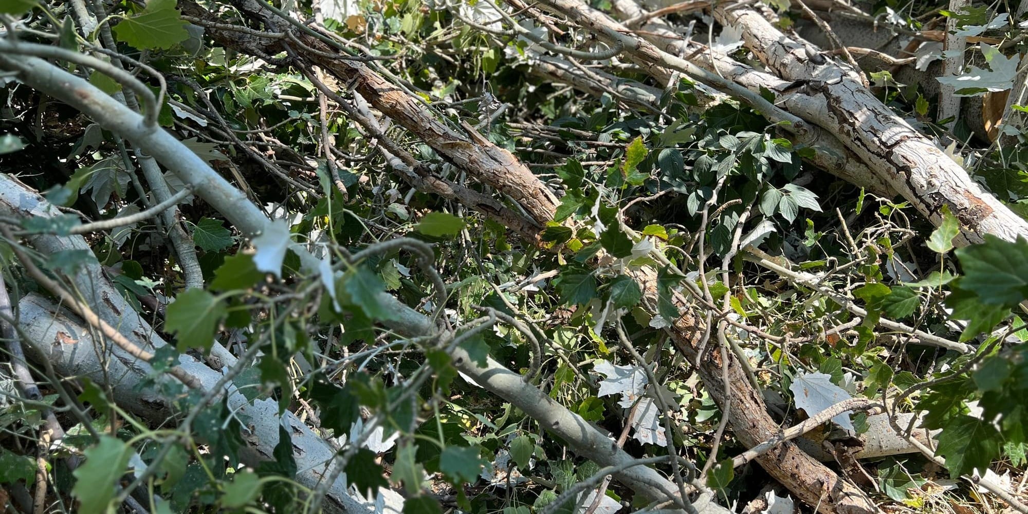 Мэрия Бишкека раздает дрова социально уязвимым горожанам – подробности