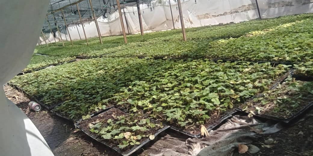 Логистический центр в Джалал-Абаде безвозмездно передаст фермерам 60 тысяч саженцев клубники