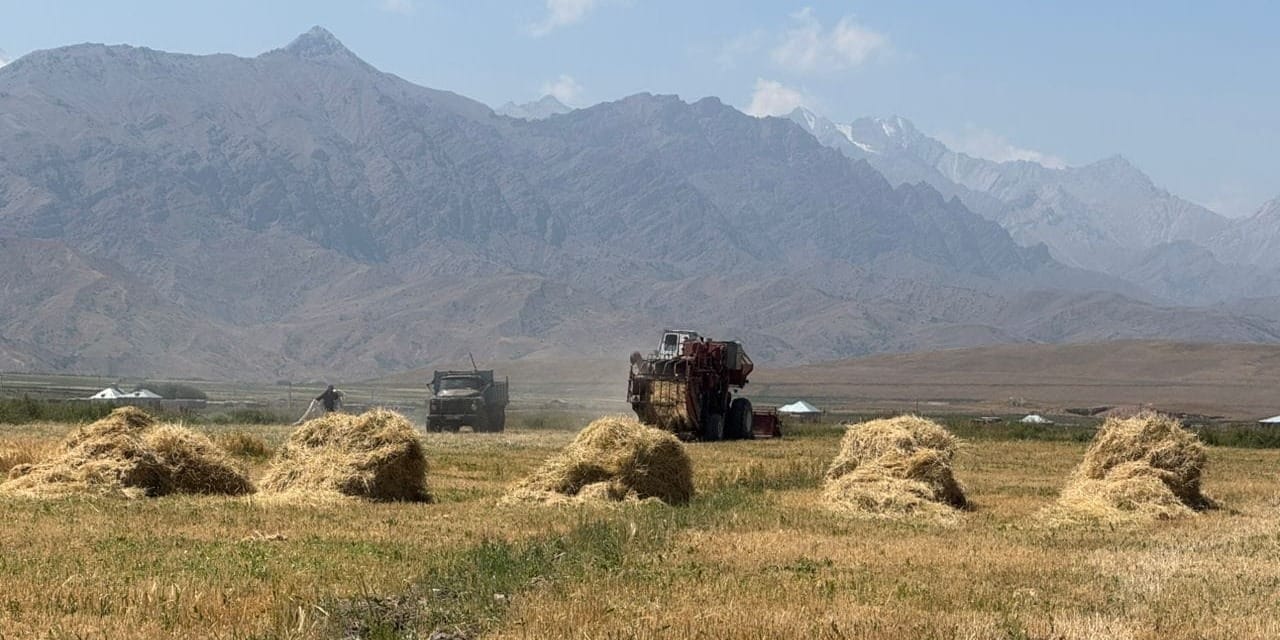 В Кыргызстане убрано более 403 тысяч га зерновых – это 60% посевов