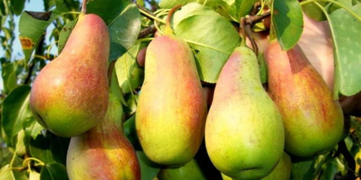 Минсельхоз: в Иссык-Кульской области собрали богатый урожай груш — растут экспорт и цены