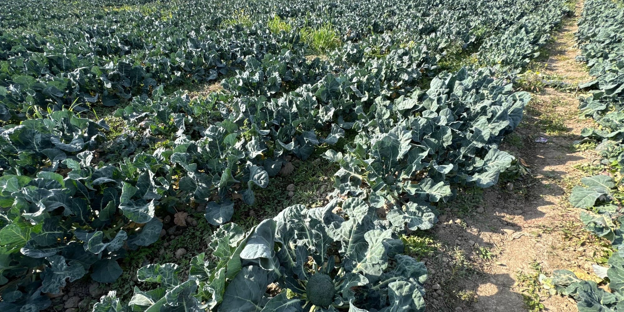 В Московском районе открыт демонстрационный участок по выращиванию брокколи и цветной капусты