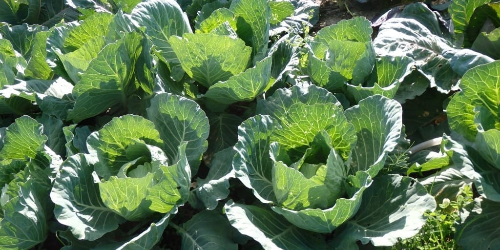 Более 11 тысяч тонн капусты собрали в Аламудунском районе — урожай идет на внутренний рынок