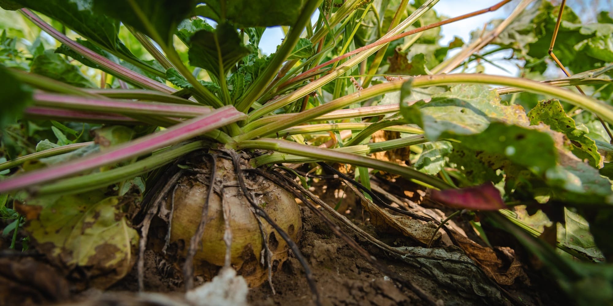 В Кыргызстане соберут порядка 550 тысяч тонн сахарной свеклы