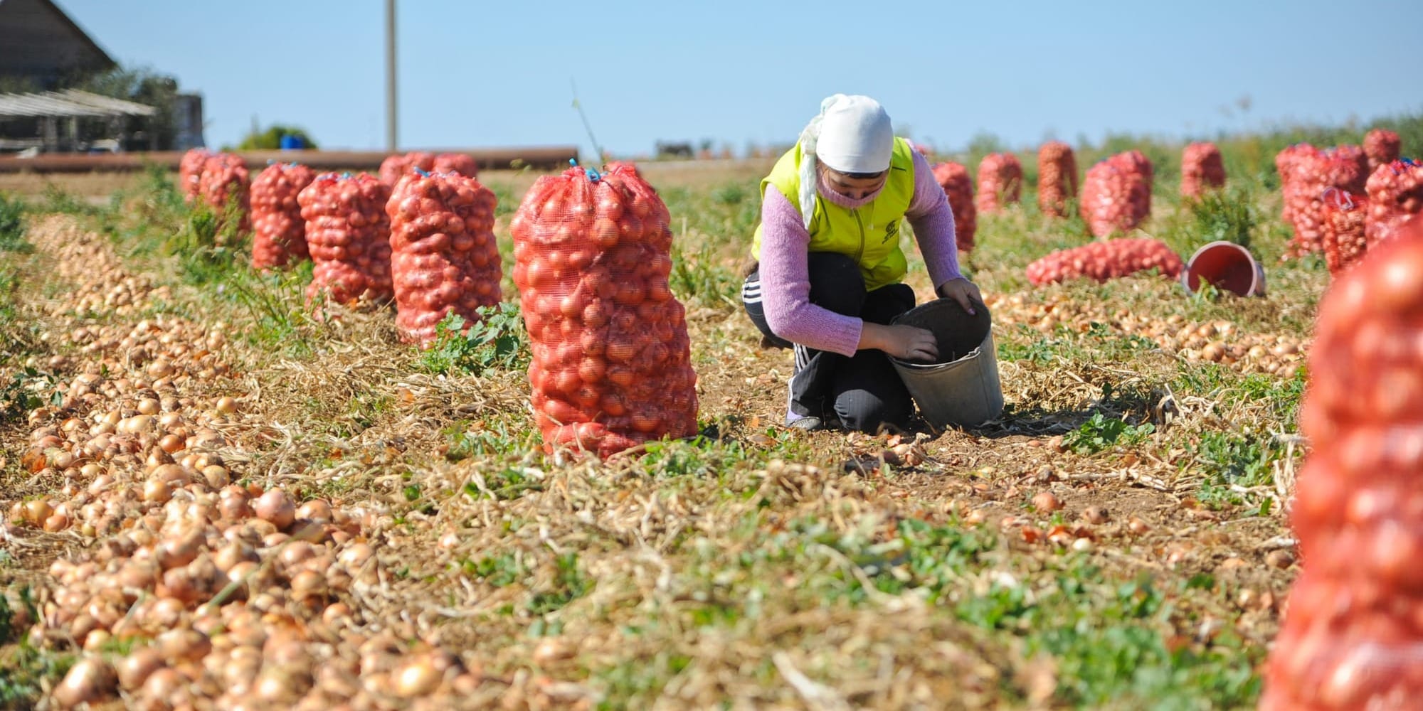 В КР завершается уборочная кампания: собрано 1.8 млн тонн зерна и 790 тысяч тонн овощей