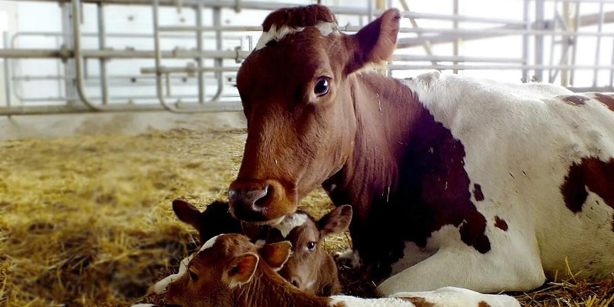 За год в КР искусственно осеменено 74.2 тысячи коров – на 10% больше, чем в 2024-м