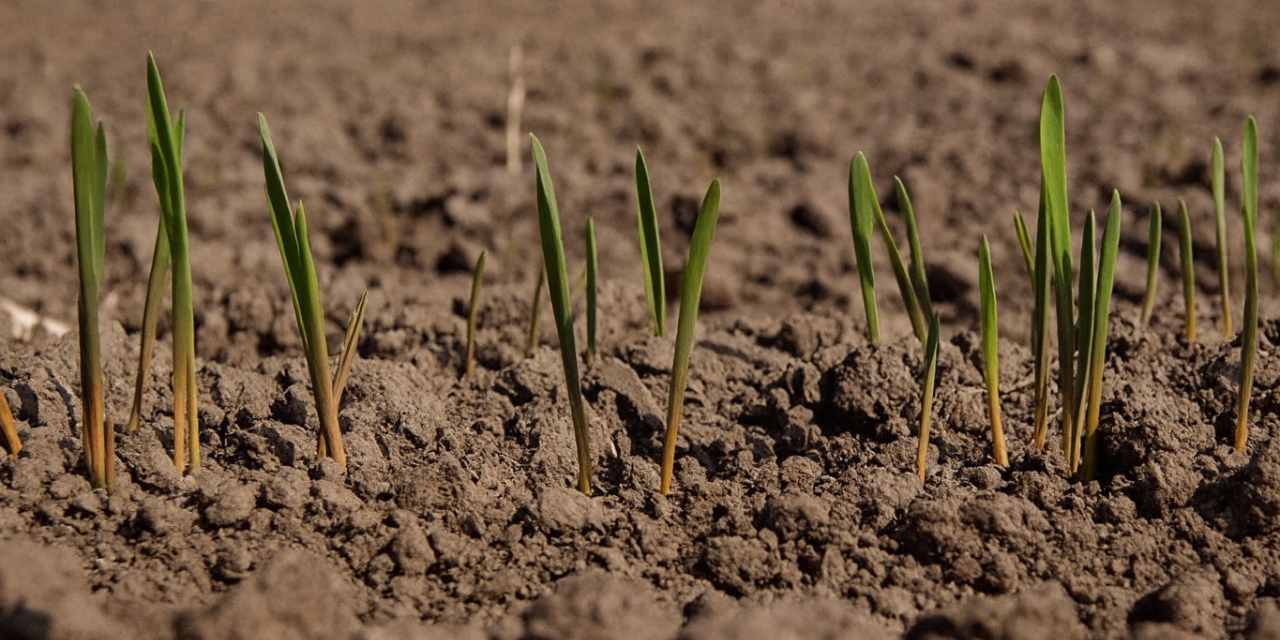 В Кыргызстане засеяли 81 тысячу га озимой пшеницы