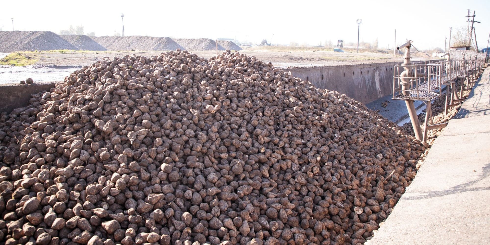 На пунктах приема сахарной свеклы в КР внедрили электронную очередь