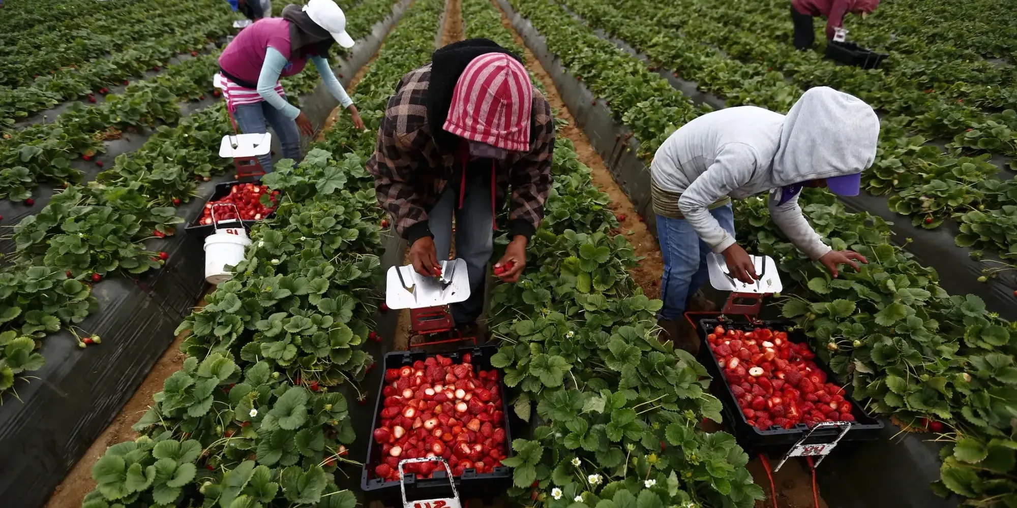 Открывается регистрация на сезонные работы в Великобритании: условия и сроки