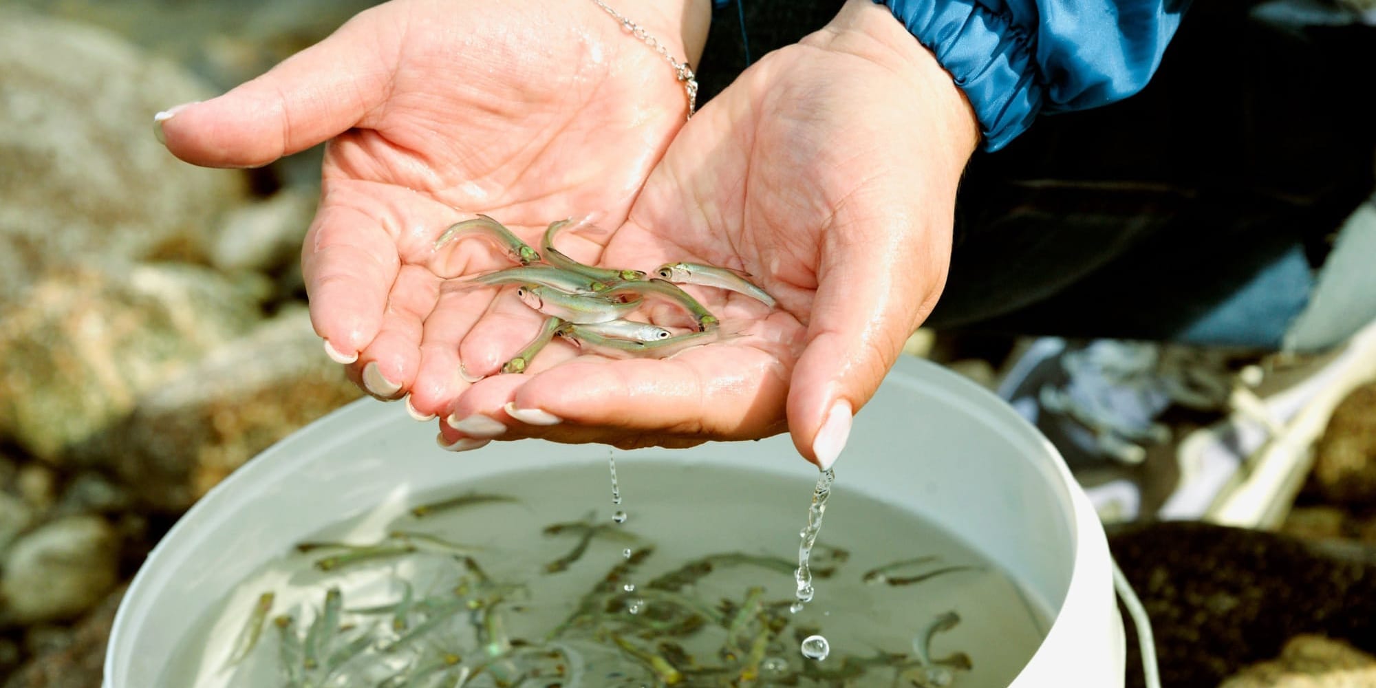 Минсельхоз планирует выпустить в озера Кыргызстана 17.6 млн мальков в 2026 году