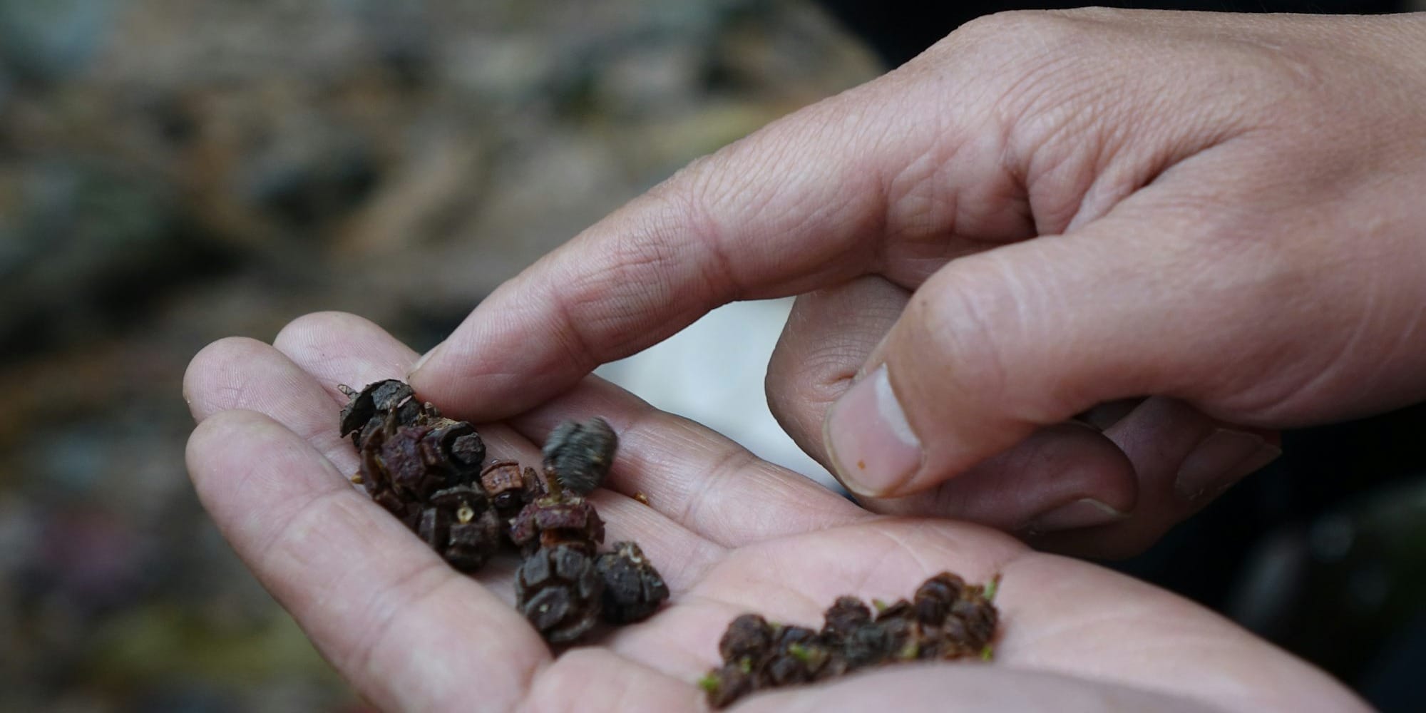 Фермерам в КР напомнили: для посевной важны сертифицированные семена