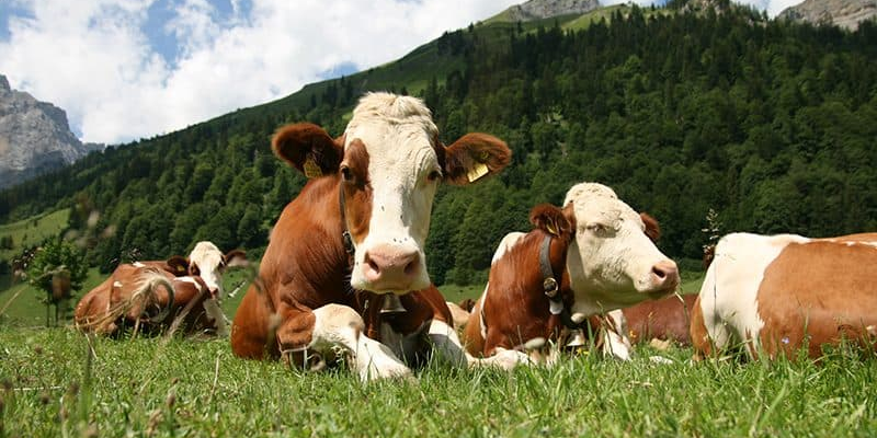 В Кыргызстане начали выдавать кредиты под 3% на животноводство