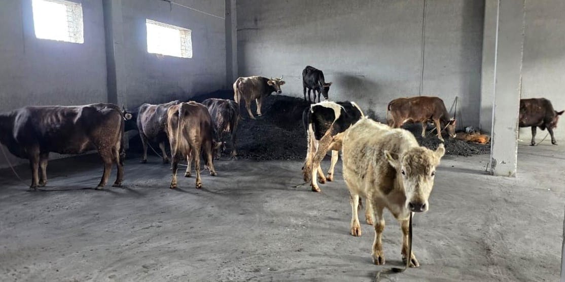 Попытку перегона скота из КР в Таджикистан пресекли в Лейлеке