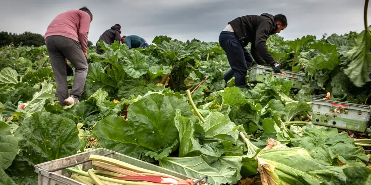 Работа в Германии, Турции и ОАЭ: в КР обновили список легальных агентств по трудоустройству