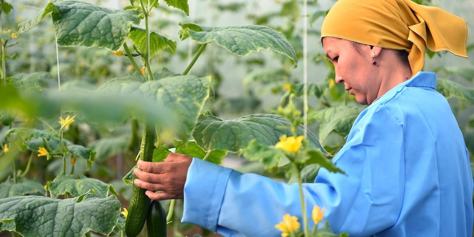 С 15 февраля фермеры Кыргызстана смогут подать заявку на льготный кредит онлайн