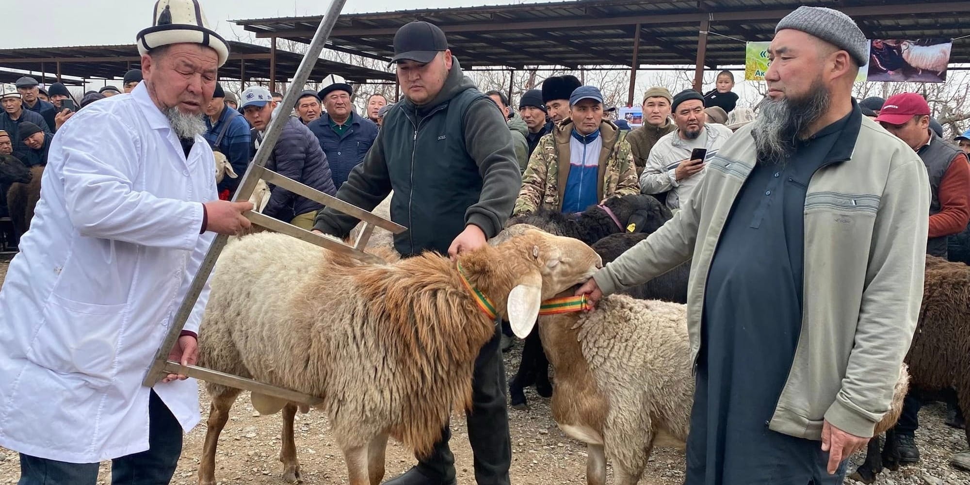 Племенной скот и говядина по 650 сомов: в Кадамжае провели выставку-ярмарку