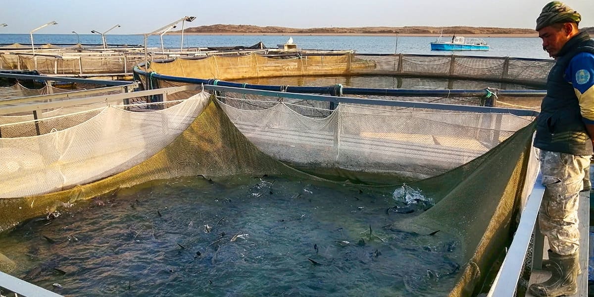 В Токмокском лесничестве создадут восемь новых рыбоводных кооперативов