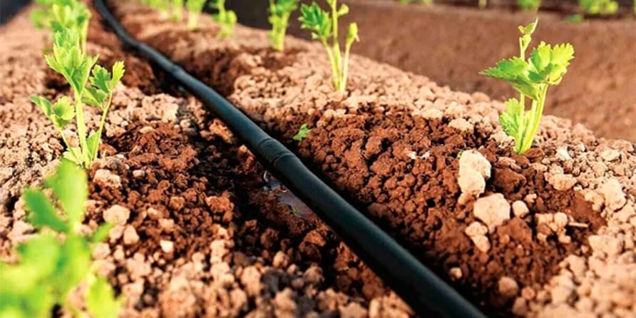 Иссык-Куль планируют перевести на капельное орошение