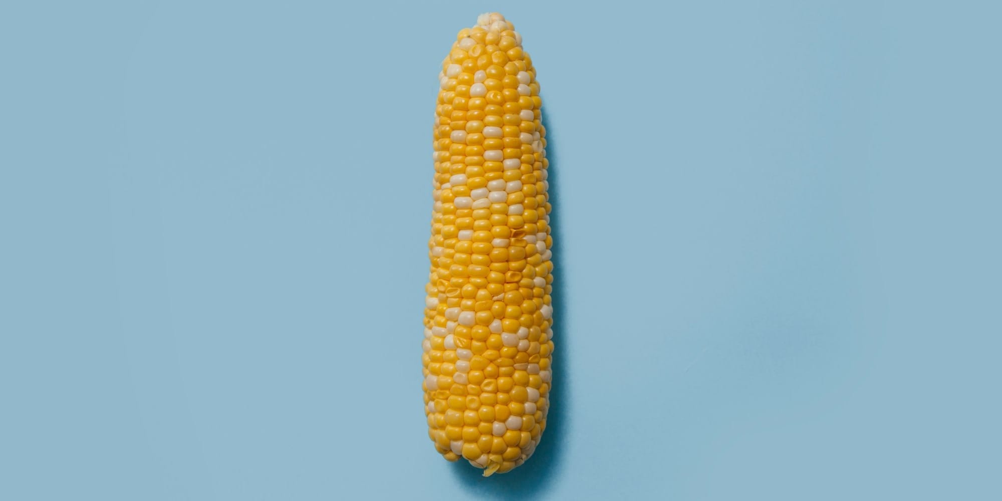 Гибриды кукурузы из КР обходят импортные по белку и маслу — Минсельхоз