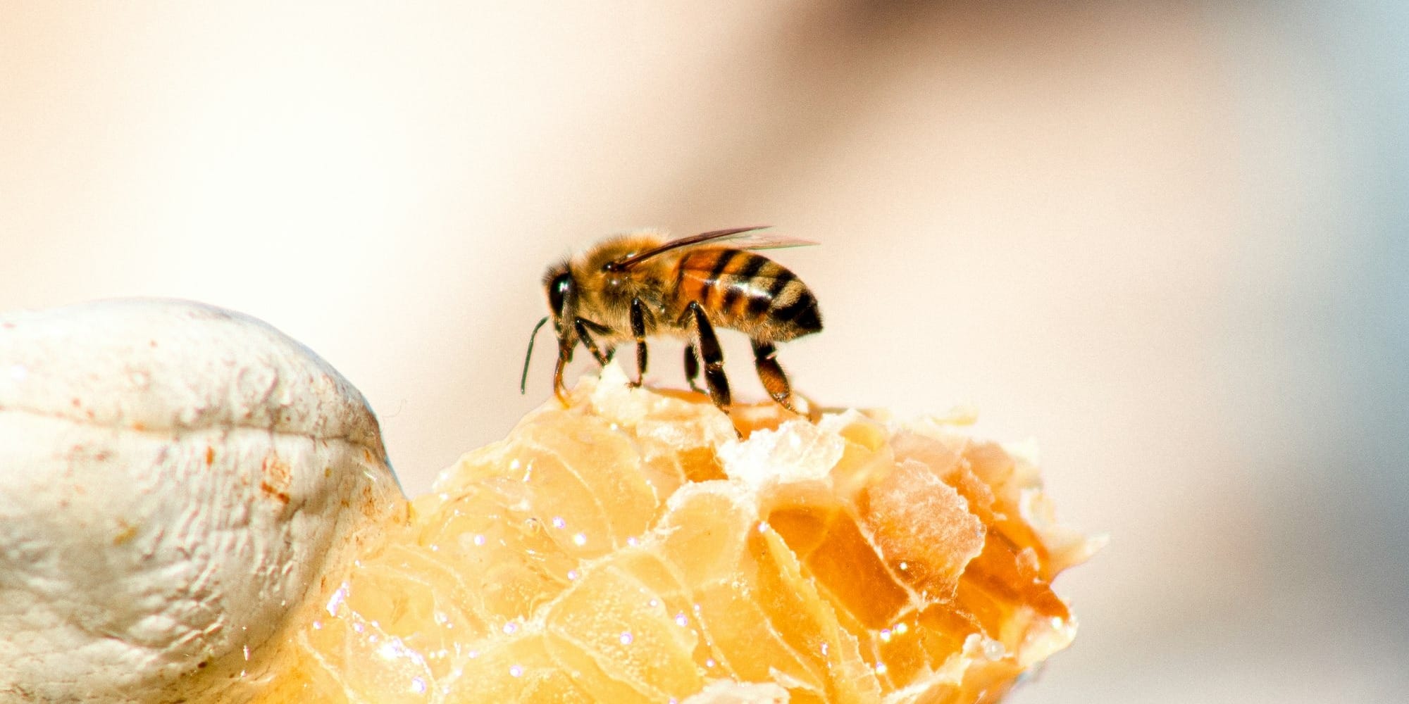 Кыргызстан расширяет аккредитацию ветконтроля