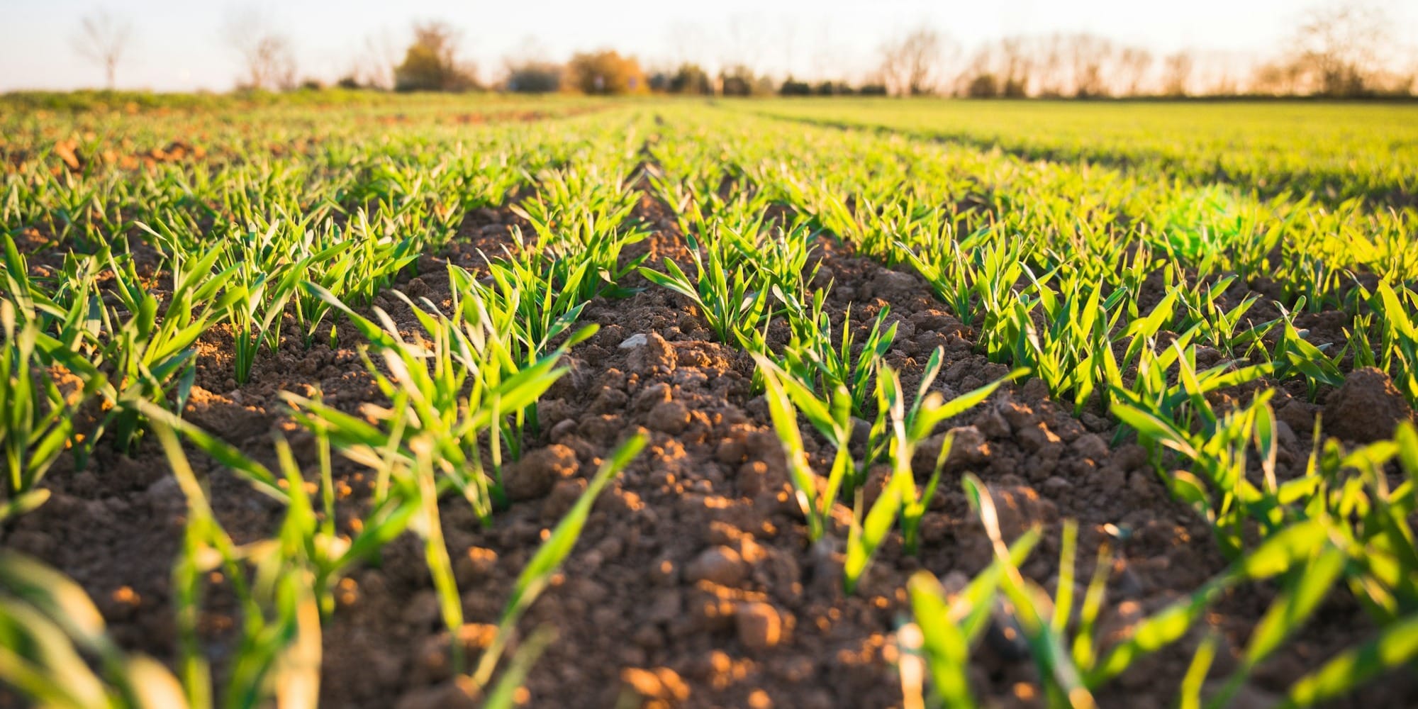 Стенли, суперэлита и ранний арбуз: формула агрочемпионов