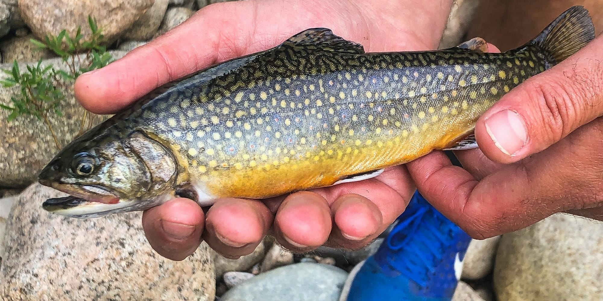 На Иссык-Куле 747 тысяч личинок форели успешно прошли инкубацию