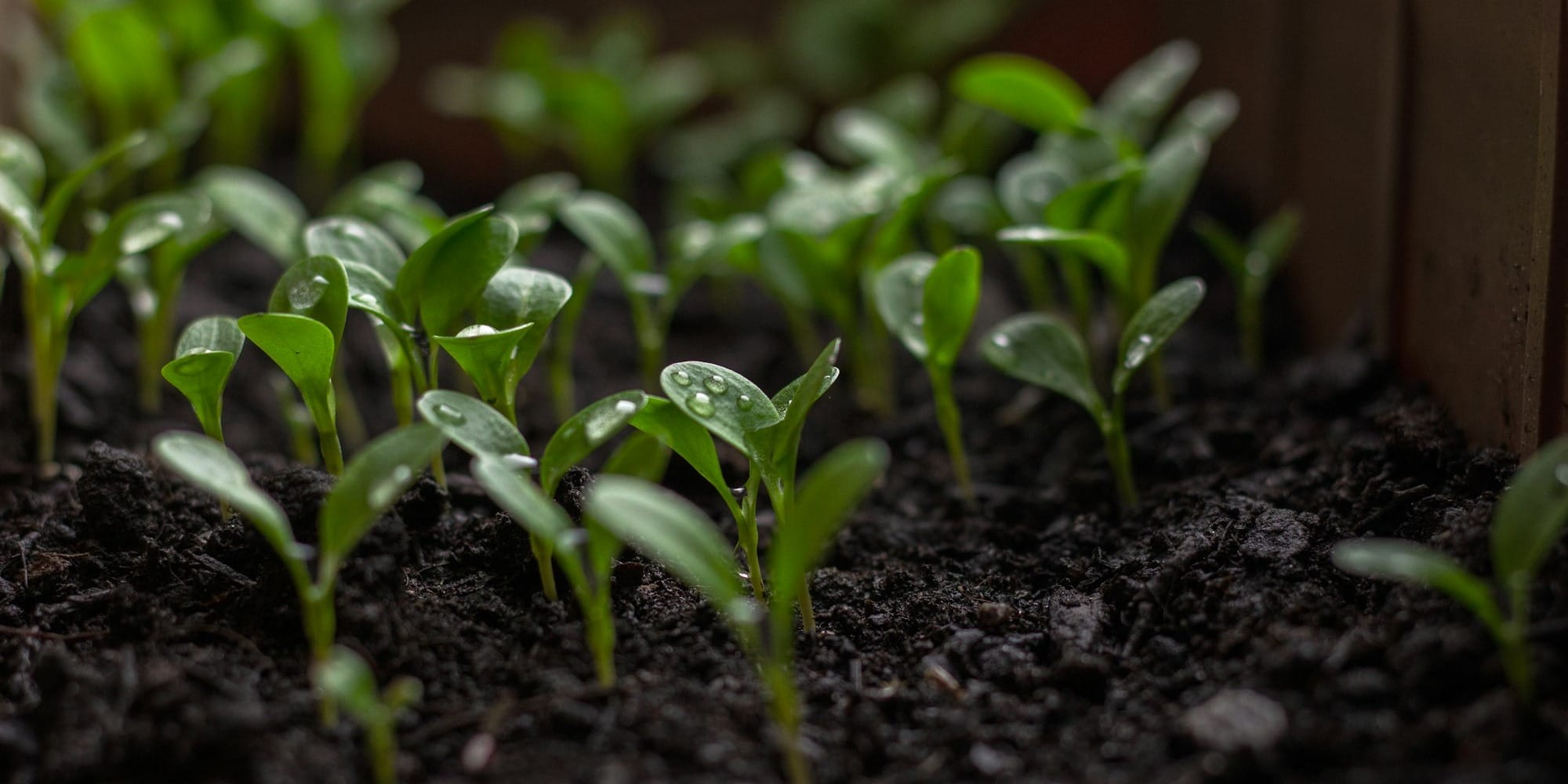 Кыргызстан вернул в Узбекистан почти 29 тысяч саженцев