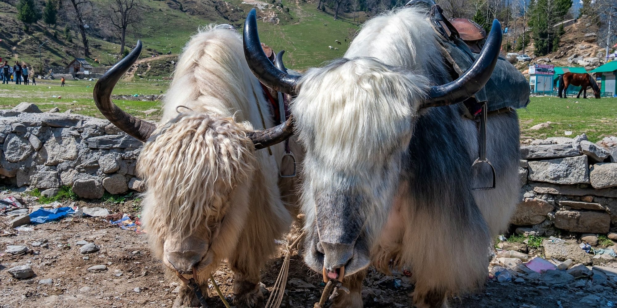 Экономика яков: сколько их в Кыргызстане и для чего они нужны?