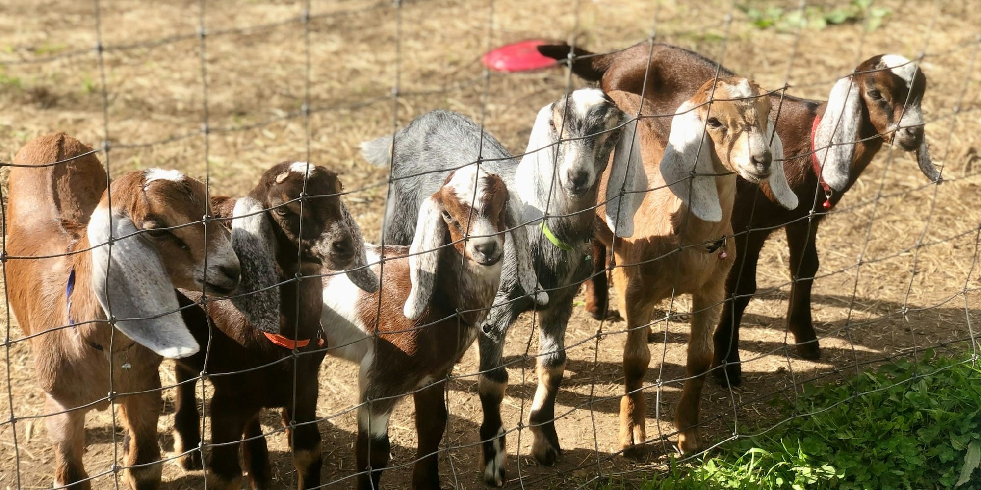 Карта животноводства КР: юг лидирует по КРС и овцам, Нарын — по лошадям