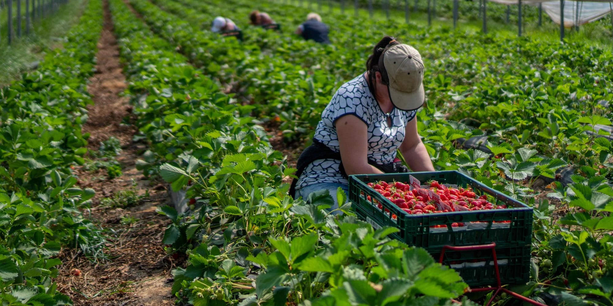 От сельского хозяйства в Британии до семейных виз в Турции: какова география миграции у граждан КР?