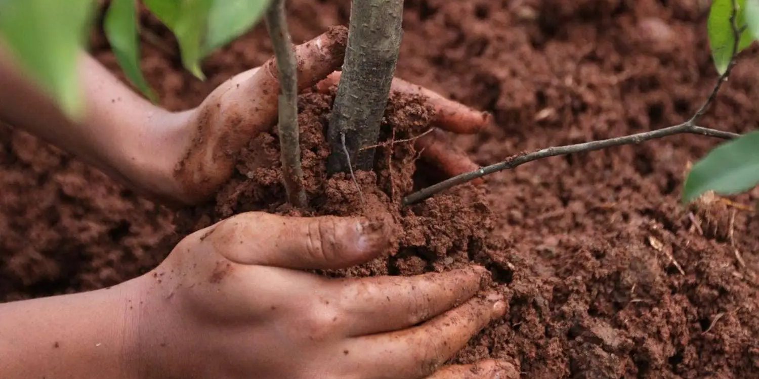 Кыргызстан вернул в Узбекистан 82.8 тысячи саженцев