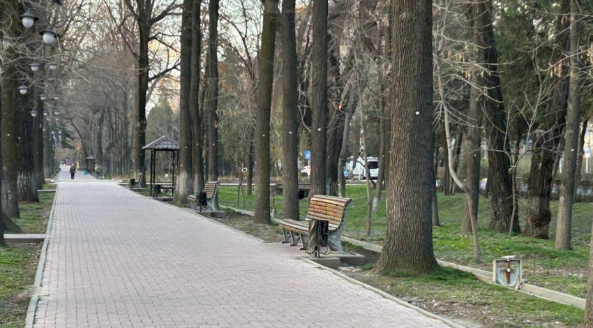 Зачем нумеруют деревья на бульваре Эркиндик: ответ «Бишкекзеленстроя»