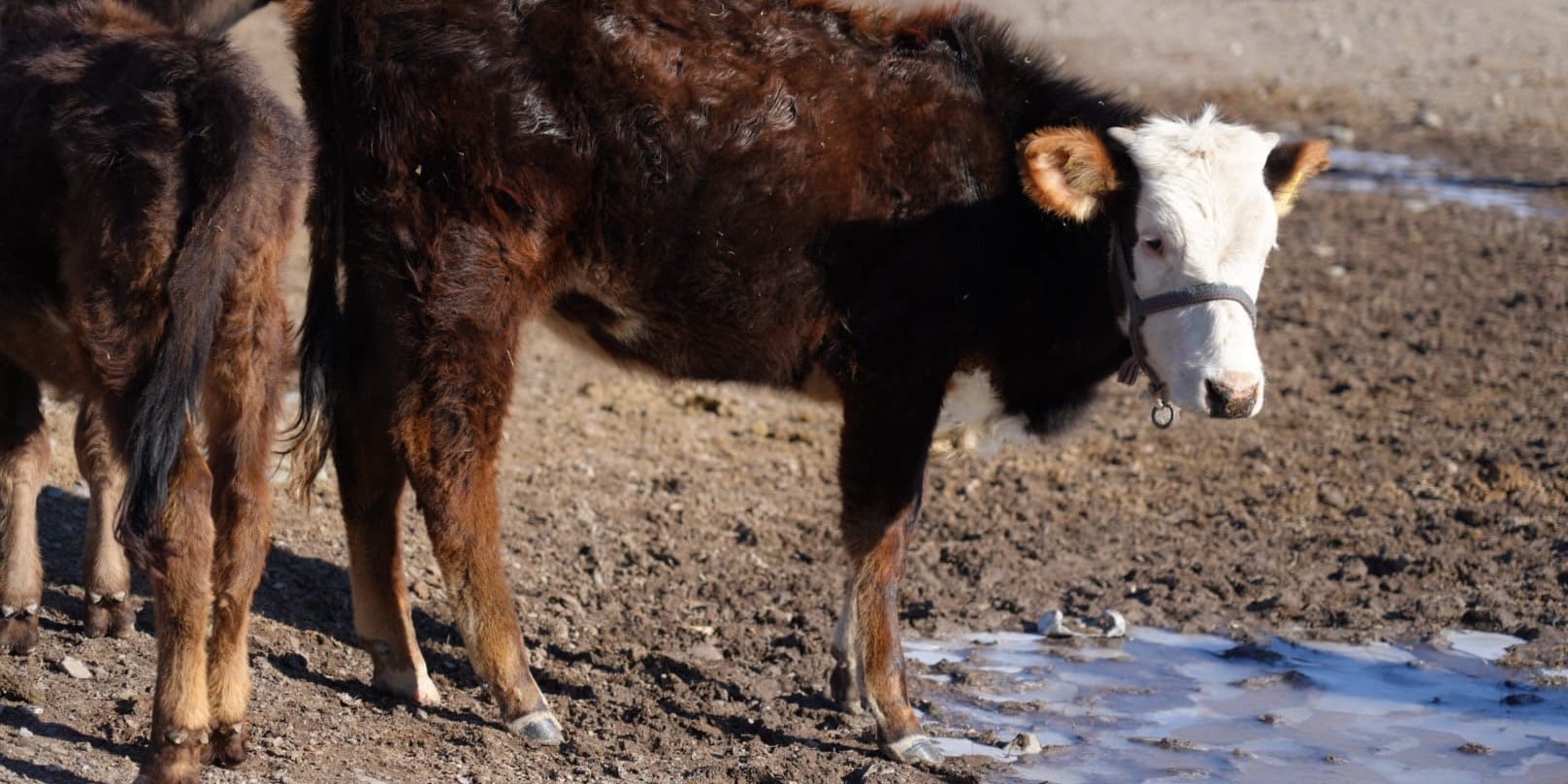Ветеринарный контроль и эпизоотическая ситуация в Нарыне 2026