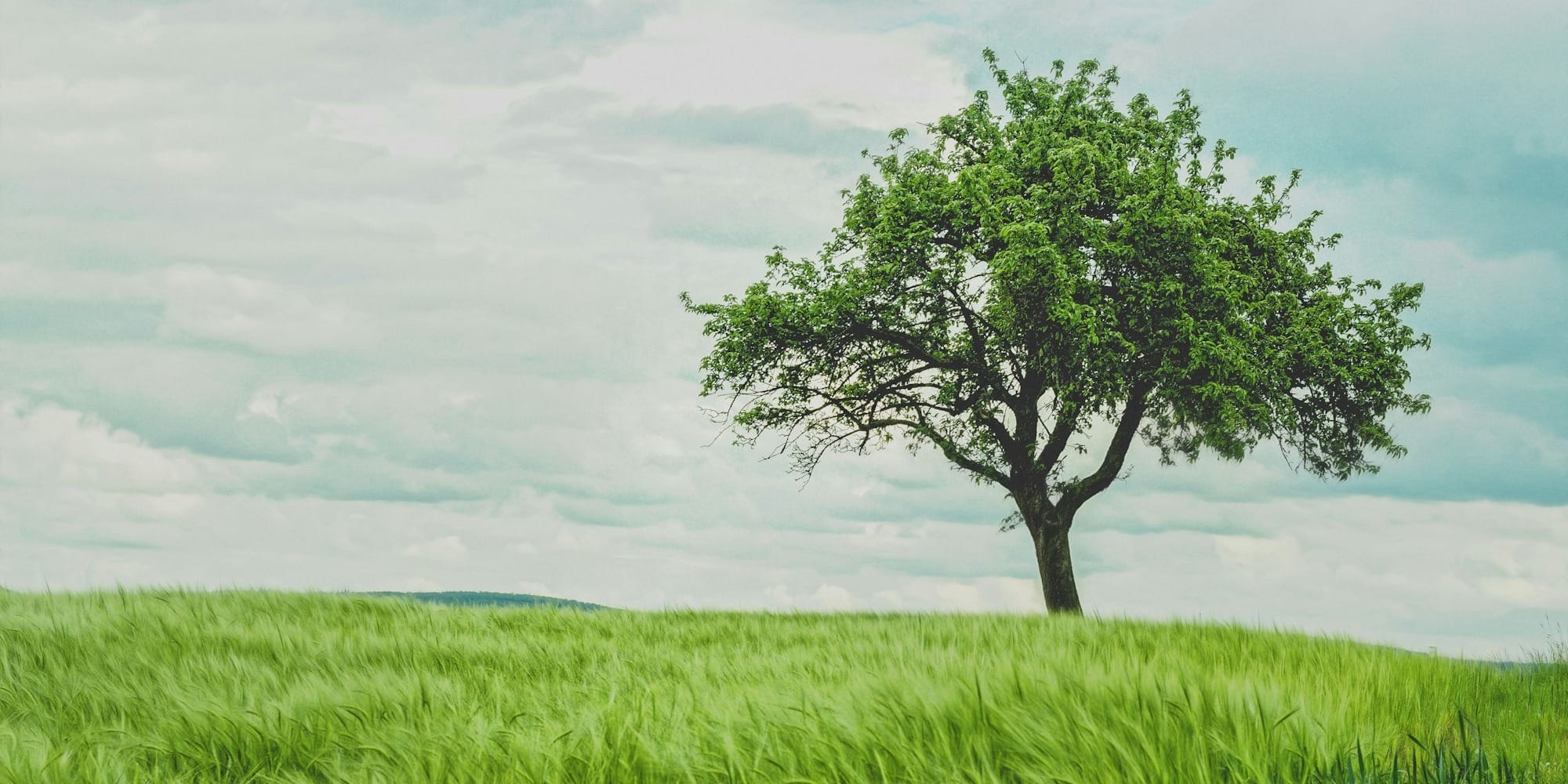 «Жашыл конуштар» озеленит семь жилмассивов Бишкека: как принять участие