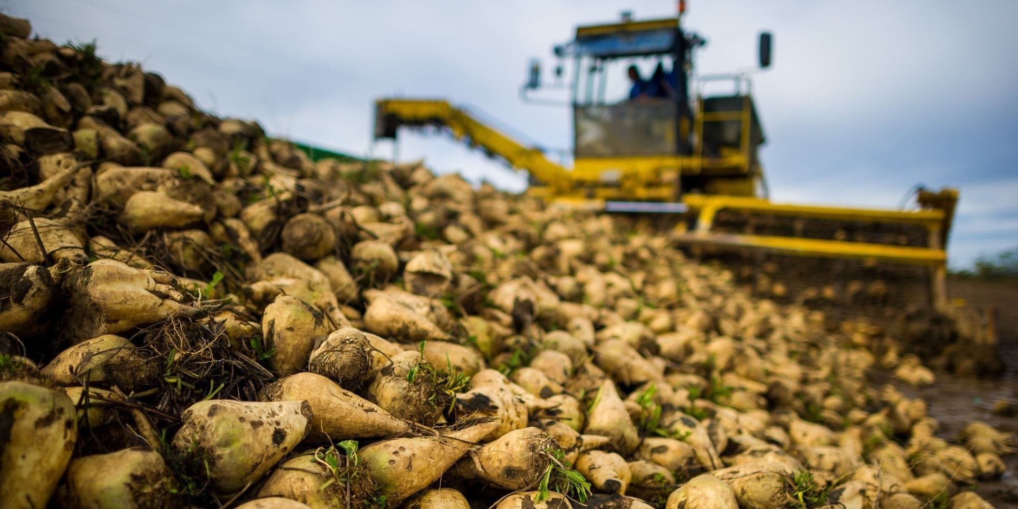 Какие культуры сеять в Кыргызстане в 2026 году: советы Минсельхоза